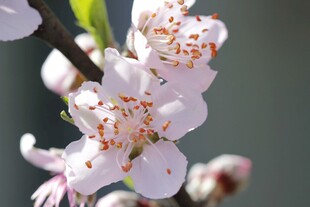 娇艳桃花绽放枝头
