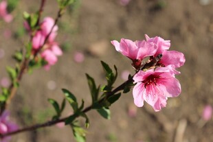 娇艳桃花绽放枝头