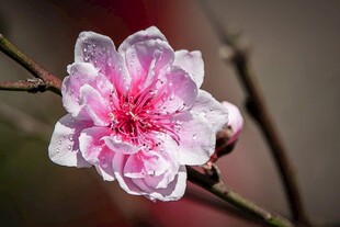 娇艳桃花绽放枝头