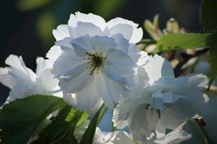 洁白绽放的美丽花朵