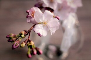 娇艳樱花绽放枝头
