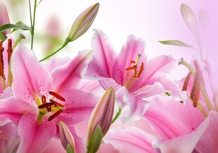 粉色百合花绽放美景