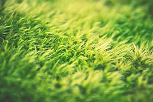 翠绿草坪特写