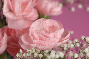 粉色柔美花卉特写