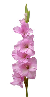 粉色唐菖蒲花特写