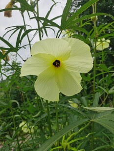黄蜀葵