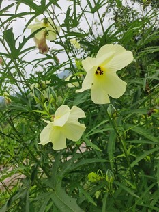 黄蜀葵