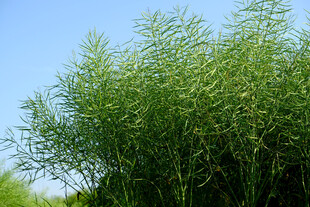 绿色油菜籽 