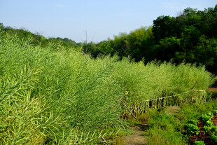 油菜田 