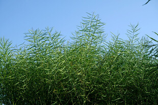 油菜地
