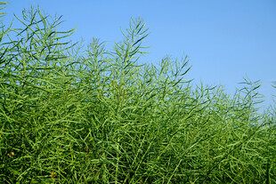 油菜田 
