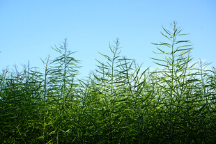 油菜