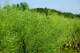 绿油油 