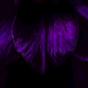 紫色梦幻花瓣特写