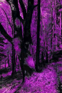 梦幻紫色森林景观