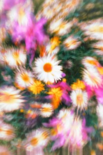 梦幻雏菊绽放绚丽色彩