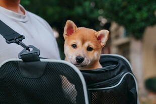 背包里的可爱柴犬