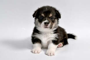 可爱边牧幼犬