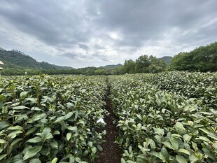 茶园