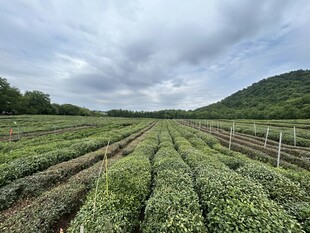 龙井茶