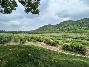 山间茶园美景