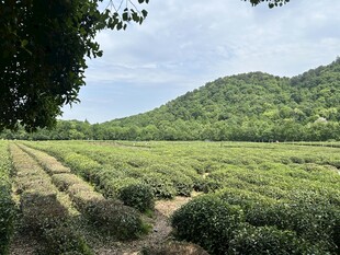 茶园