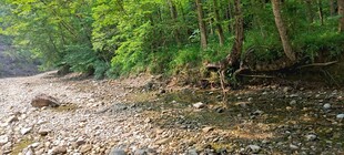 林间溪流畔的自然景致