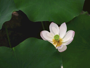 荷花