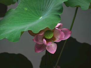 荷花