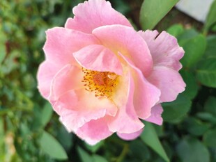 月季花
