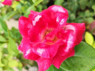 月季花
