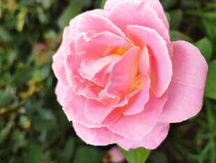 玫瑰花