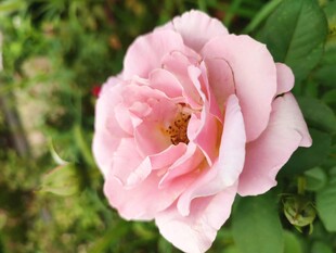 玫瑰花