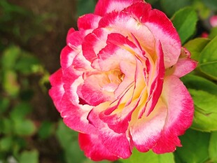 月季花