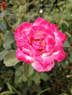 月季花