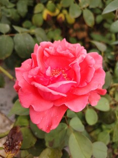 月季花