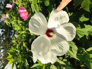 木槿花