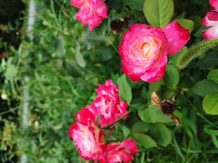 月季花