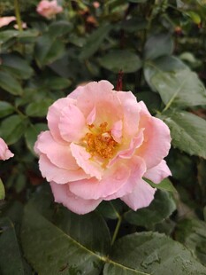 月季花