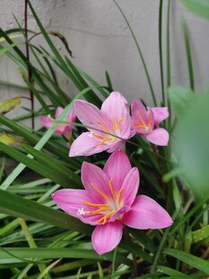 风雨兰