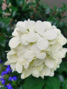 绣球花