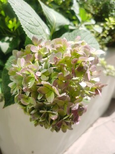 绣球花