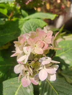 绣球花