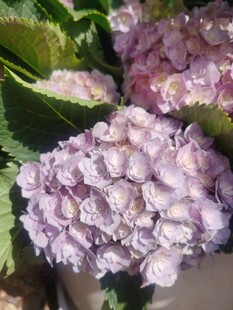 绣球花