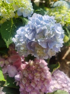 绣球花