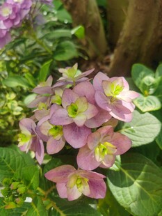 绣球花