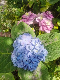 绣球花