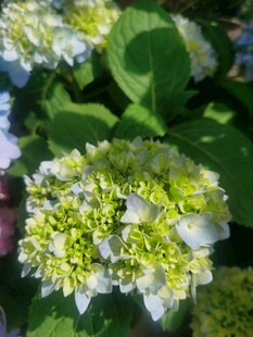 绣球花