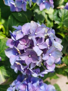 绣球花