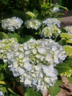 绣球花